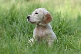 SETTER ANGLAIS 247